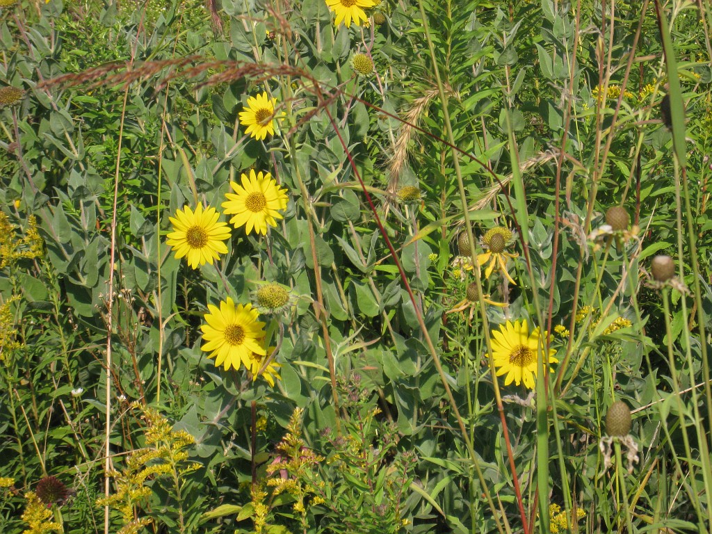 Michigans West Coast 2009 1215.jpg - Labor Day 2009. A trip along Michigans west coast to see beachs, art and buffets.